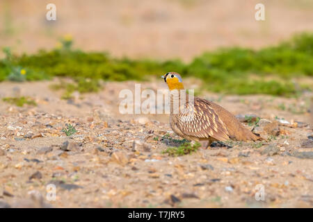 Adult male Crowned Sandgrouse (Pterocles coronatus) standing on the ground in the desert, near Berenice in Egypt. Stock Photo