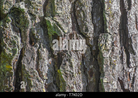 Macro close-up of a pine tree showing the natural colors, patterns and textures of the bark. Stock Photo