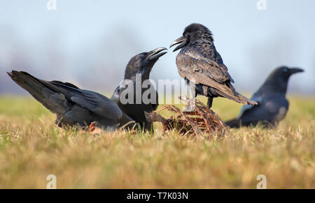 Common ravens interactions – hard row between two birds for carrion, bones and carcass Stock Photo