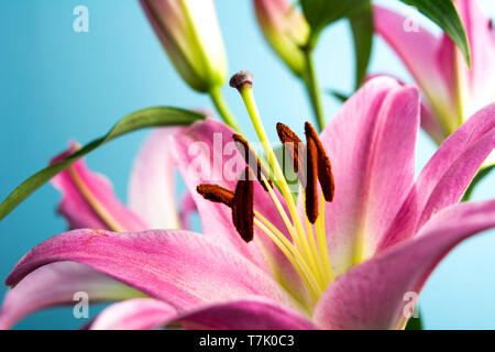 Beautiful Lily flowers on blue background with copy space Stock Photo