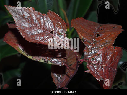 Leaves of prunus cerasifera pissardii close-up Stock Photo