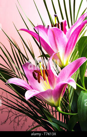 Beautiful Lily flower on pink background top view Stock Photo