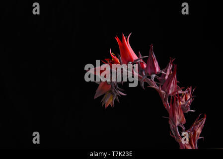 Flowers of the Echeveria Afterglow succulent plant against a black background. Stock Photo