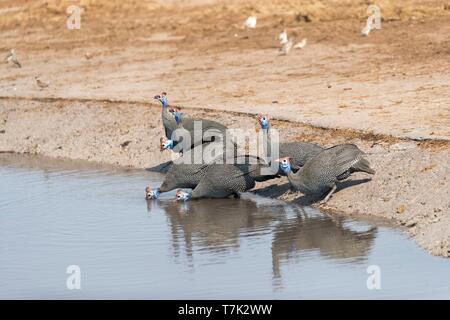 Bostwana, Moremi National Park, Helmeted guineafowl (Numida meleagris), group drinking Stock Photo