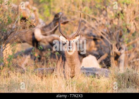 Bostwana, Moremi National Park, Waterbuck (Kobus ellipsiprymnus) Stock Photo