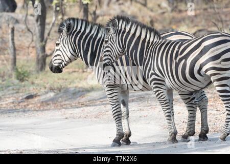 Bostwana, Moremi National Park, Burchell's zebra (Equus quagga burchellii) Stock Photo