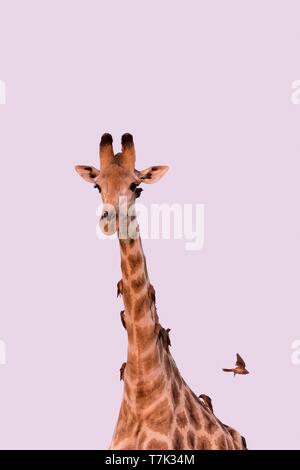 Bostwana, Savuti National Park, Northern giraffe (Giraffa camelopardalis), adult Stock Photo