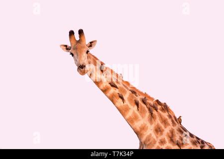Bostwana, Savuti National Park, Northern giraffe (Giraffa camelopardalis), adult Stock Photo