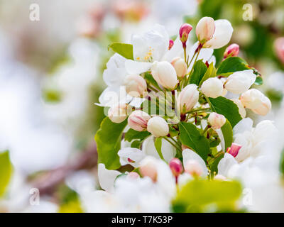 Apple Bud Bouquet Stock Photo