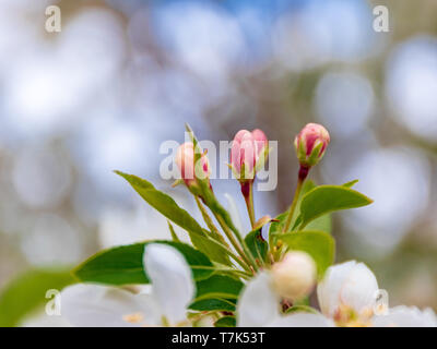 Spring Apple Buds Stock Photo