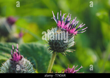 The purple wooly burdock flowers in the garden in summer on a blurred green background Stock Photo