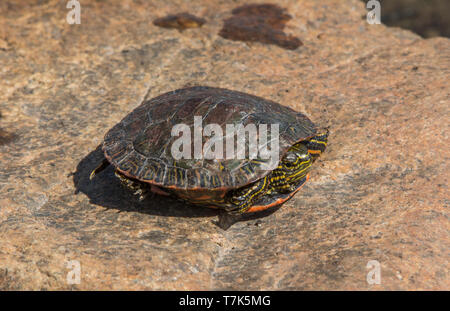 Western Painted Turtle (Chrysemys picta belli) from Jefferson County, Colorado, USA. Stock Photo