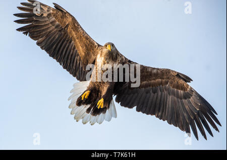 Adult White-tailed eagle in flight. Front view. Sky background. Scientific name: Haliaeetus albicilla, also known as the ern, erne, gray eagle, Eurasi Stock Photo