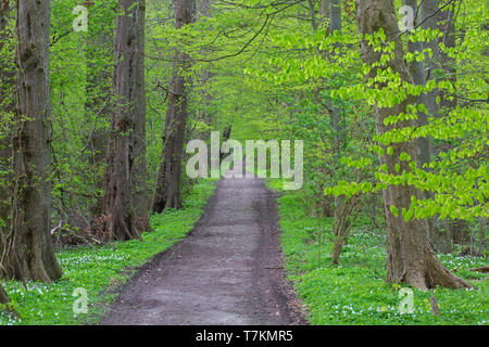European beech / common beech (Fagus sylvatica) trees bordering forest avenue / lane in deciduous woodland in spring Stock Photo