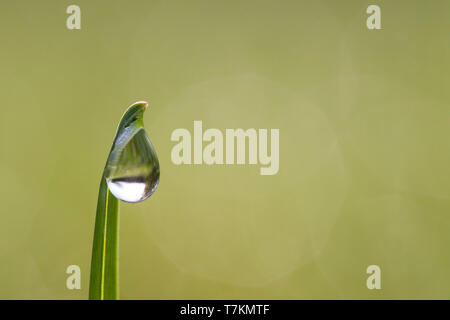 Close-up of dewdrop hanging from blade of grass / grass halm in grassland / meadow Stock Photo