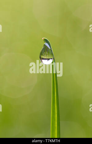 Close-up of dewdrop hanging from blade of grass / grass halm in grassland / meadow Stock Photo