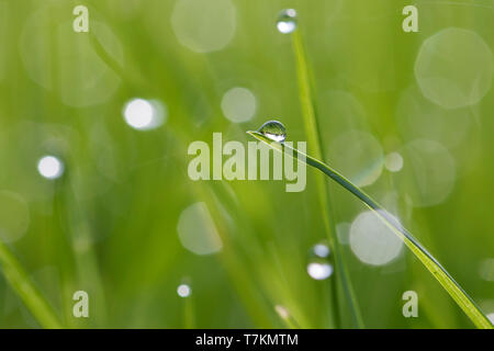 Close-up of dewdrops hanging from blades of grass / grass halms in grassland / meadow Stock Photo