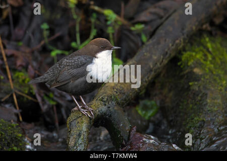 White-throated dipper / European dipper (Cinclus cinclus aquaticus) perched on tree root over stream Stock Photo