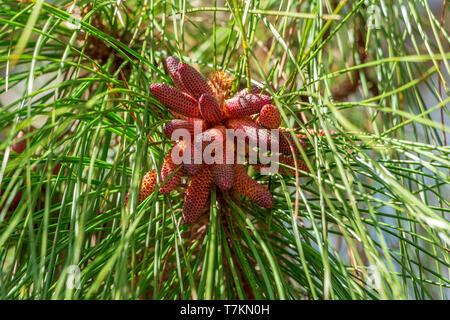 South Florida slash pine (Pinus elliottii densa) male pollen cones closeup - Pine Island Ridge Natural Area, Davie, Florida, USA Stock Photo
