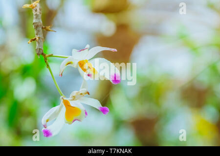 Many orchids are grown in many pots, hanging on a steel rail with a sunshade on top in the garden. Stock Photo
