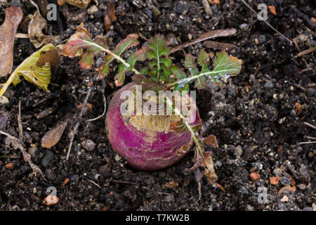 Brassica rapa subsp. rapa subvar. esculenta growing in nutritious earth. A root vegitable. Stock Photo