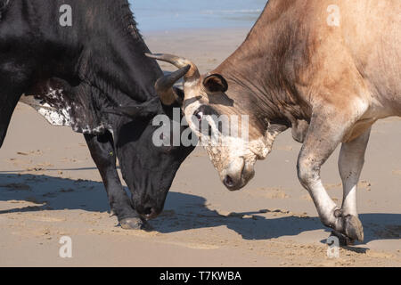 Cows lock horns on the beach on Second Beach, Port St Johns on the Wild Coast, Transkei, South Africa. Stock Photo