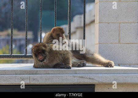 Two BARBARY MACAQUE rests in shadow Gibraltar street at summer Stock Photo