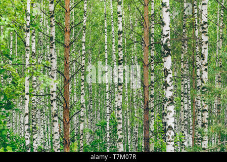 Two pine trees in birch grove. Background Stock Photo