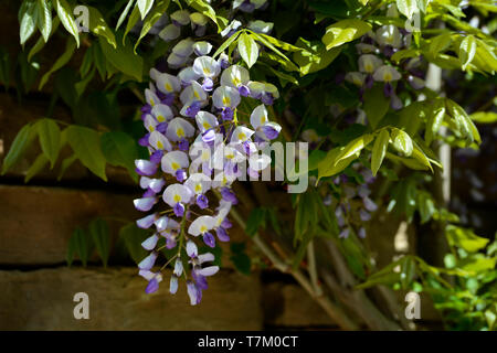 A wisteria vine blooms in American Southwest Stock Photo