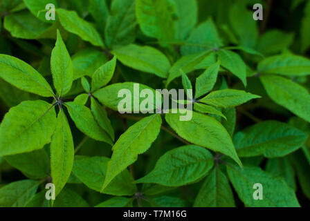 Background Green Marijuana Leaves of Cannabis . Stock Photo
