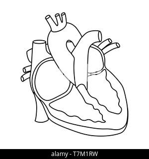 Vector illustration of Heart - Part of Human Organic. Stock Vector