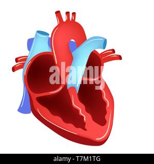 Vector illustration of Heart - Part of Human Organic. Stock Vector