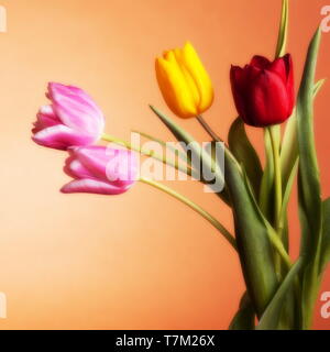 Tulips on an orange background Stock Photo