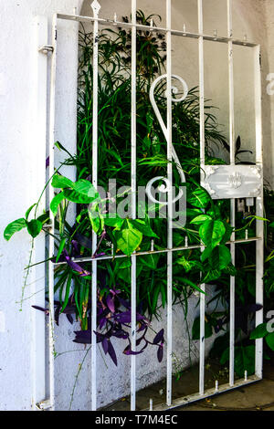 Vintage white iron decorative security gate opens to courtyard with plants overgrowing the built-in planter for an organic welcome in Tucson, AZ Stock Photo