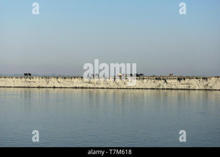 View on buffalo on Majuli Island the world's biggest River Island, Assam India. Stock Photo