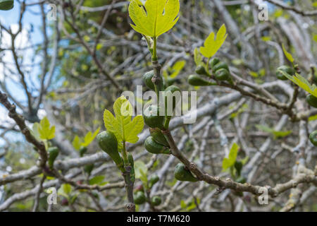 Young unripe figs growing on ficus carica or common figs tree which is part of the mulberry family Stock Photo