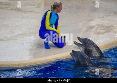Orlando, Florida. December 25, 2018 . Dolphins waiting for the trainer to feed them with fish, as a reward for their acrobatics at Seaworld. Stock Photo
