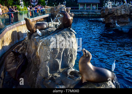 Orlando, Florida. January 01, 2019  People observing sealions on rocks and blue water at Seaworld. Stock Photo