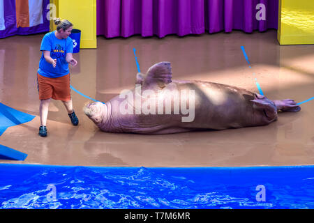 Orlando, Florida. January 01, 2019 . Walrus rolling on the floor, guided by coach at Seaworld. Stock Photo