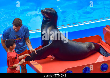 Orlando, Florida. January 01, 2019 .Little boy taking Sealion fin, guided by coach at Seaworld. Stock Photo