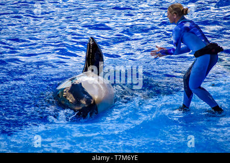 Orlando, Florida, January 01, 2019 . Woman trainer guiding an orca to raise her fin at Seaworld. Stock Photo