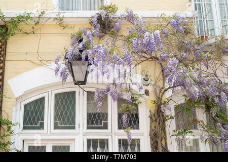 Wisteria on a house in spring. Ennismore Gardens Mews, South Kensington, City of Westminster, London. England Stock Photo