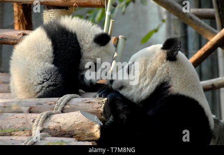 Panda mother and cub at Chengdu Panda Reserve (Chengdu Research Base of Giant Panda Breeding) in Sichuan, China. Two pandas looking at each other. Stock Photo