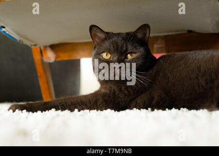 Brown British short hair cat laying on the carpet under an vintage armchair. Playful cat looking into the camera Stock Photo