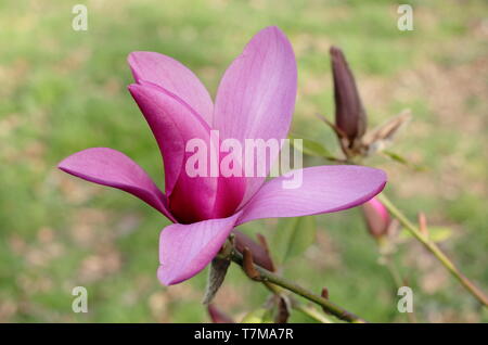 Magnolia 'Heaven Scent'.  Cup shaped blossoms of Magnolia 'Heaven Scent' Stock Photo