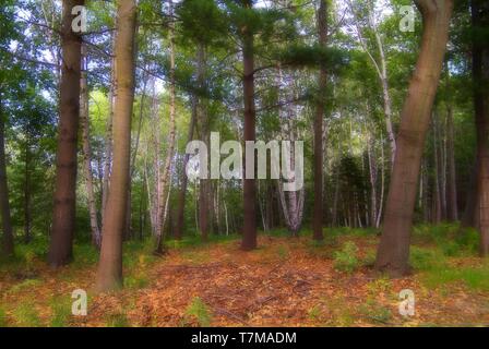 It is a forest from an elfic legend, at sunset of a warm spring day Stock Photo