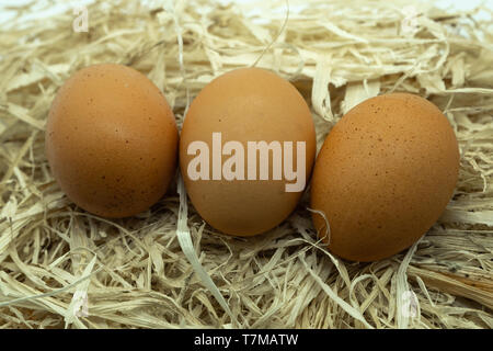 Three Fresh Eggs on a bed of straw in  natural light Stock Photo
