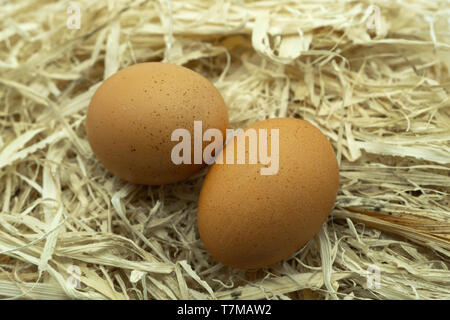 Two Fresh Eggs on a bed of straw Stock Photo