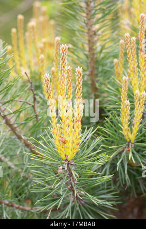 New growth Pinus sylvestris 'Trollguld'. Stock Photo