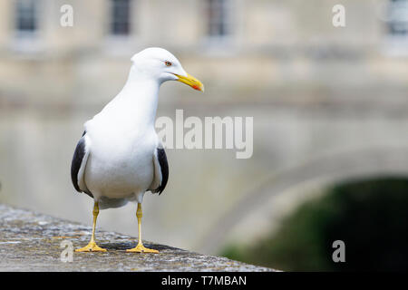 A yellow legged gull /  seagull  is pictured standing on a wall next to the river Avon in front of Pulteney bridge in Bath Somerset England UK Stock Photo